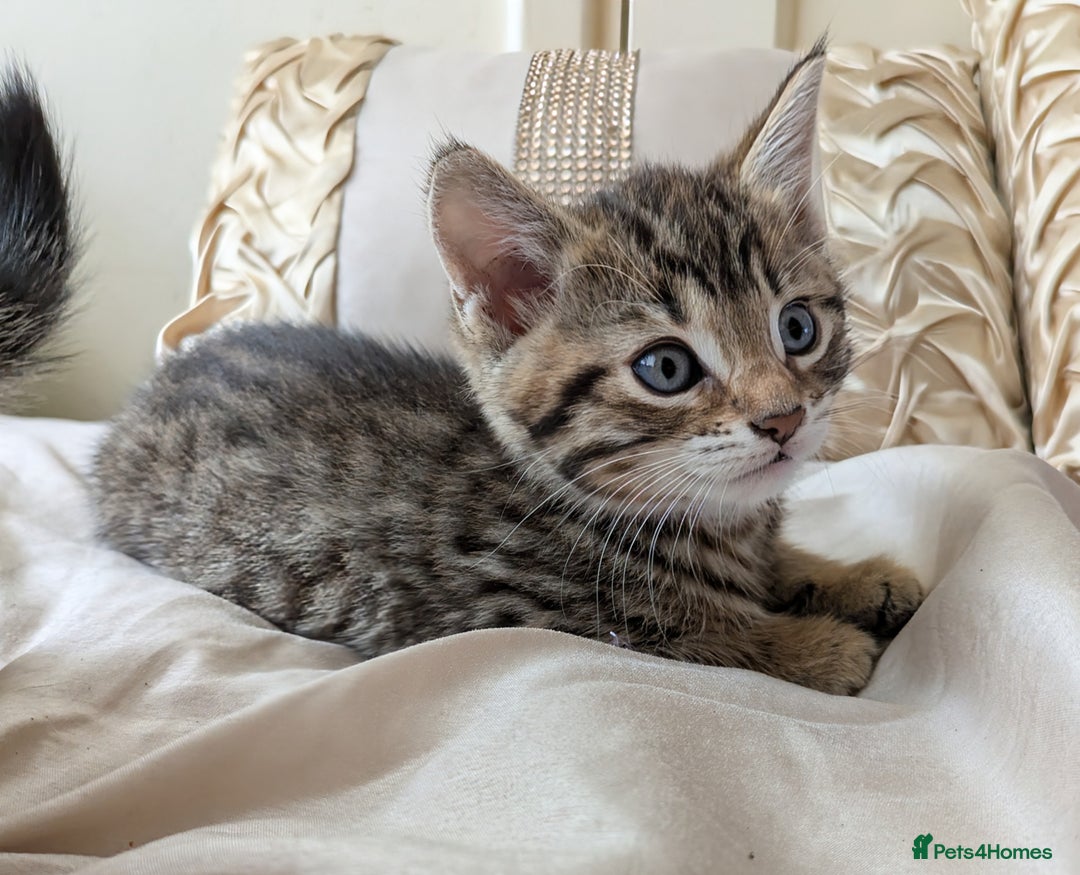 Bengal cats for sale: Purebred Spotted Bengal Kittens Brown Charcoal - Image 1