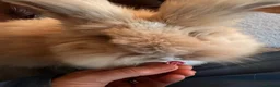 Angora rabbits for sale: Beautiful female angora rabbit  - Advert 3