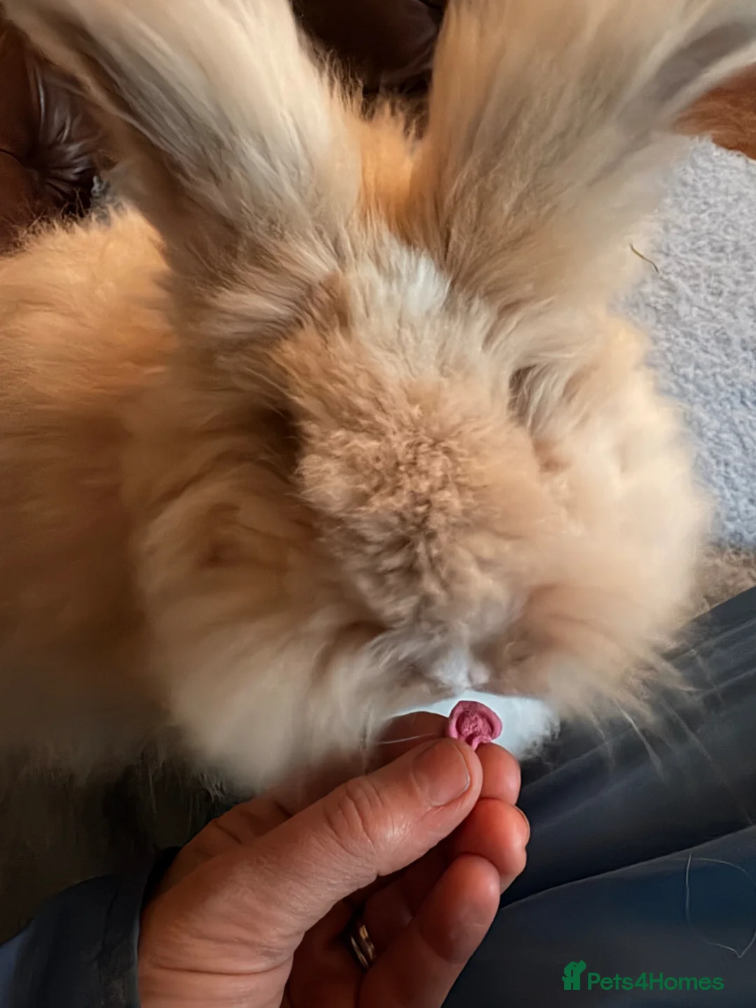 Angora rabbits for sale: Beautiful female angora rabbit  - Advert 3