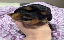 Cocker Spaniel dogs for sale: Beautiful Kc reg show cocker spaniels  - Image 8