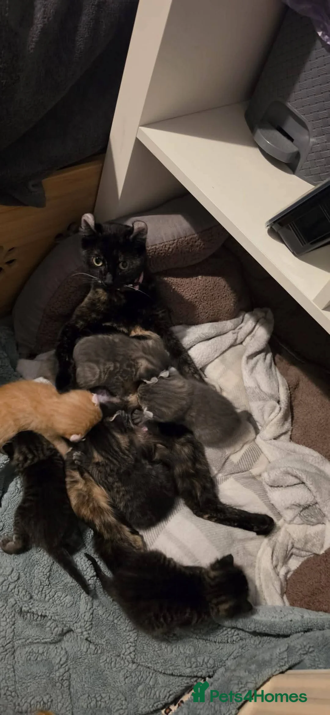 Mixed Breed cats for sale: Kittens for sale in Rhyl - Advert 2