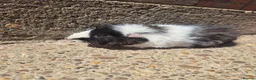 Guinea Pig rodents for sale: Lunkarya guinea pig boar - Advert 8