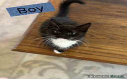 American Shorthair cats for sale: Cute playful kittens  - Image 4