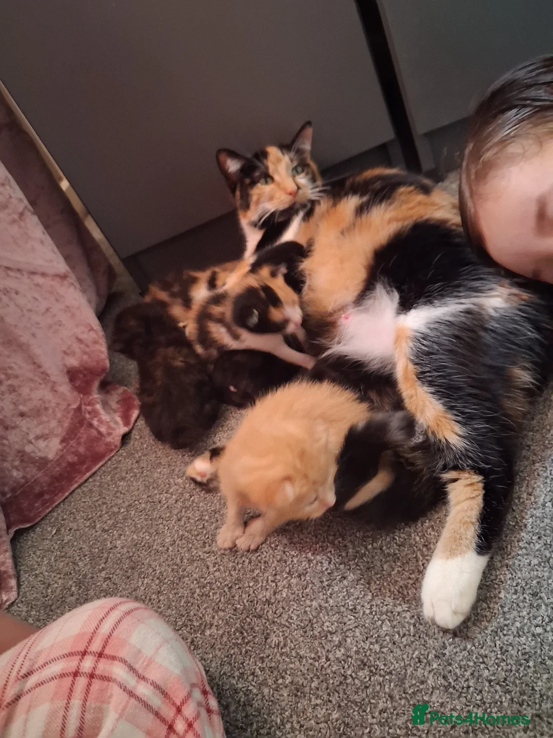Mixed Breed cats for sale: 5 baby kittens  - Advert 1