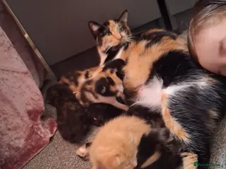 Mixed Breed cats 5 baby kittens - Advert 1