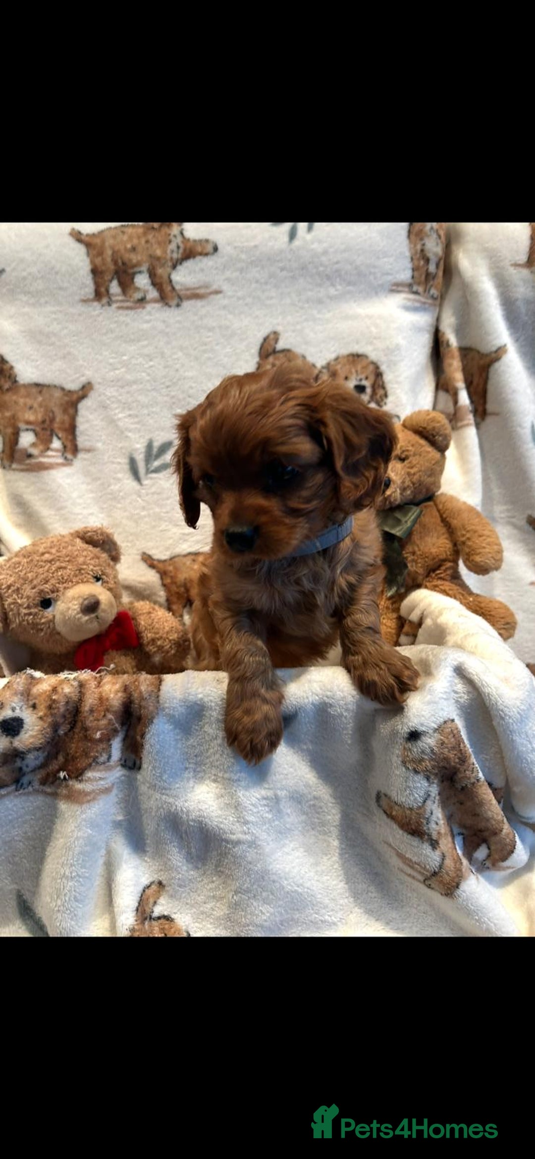 Cavalier King Charles Spaniel dogs for sale: Cavalier King Charles Spanial - Advert 7