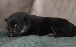 Shepsky dogs for sale: German shepherd x husky puppies - Image 35