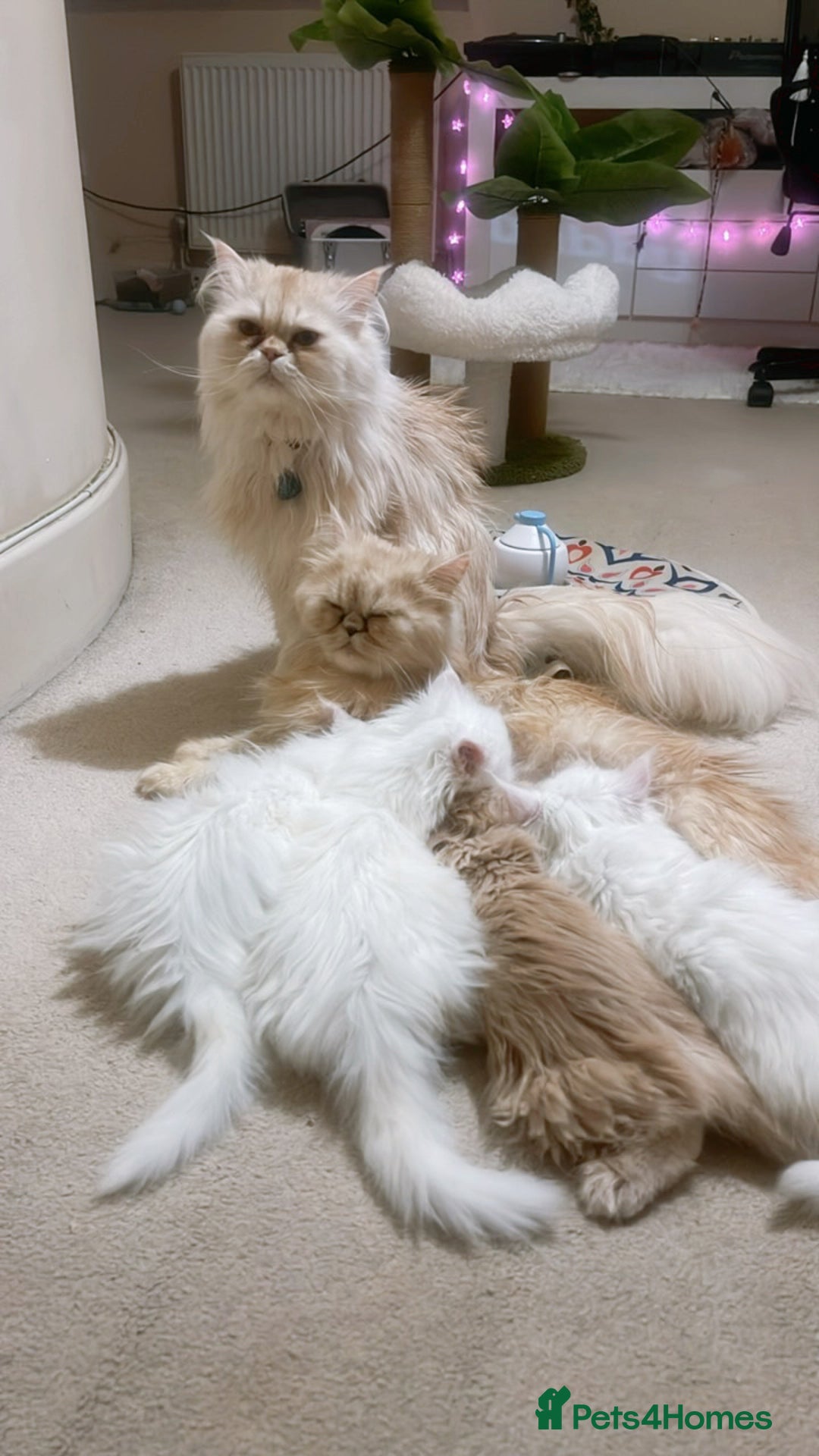 Persian cats for sale: ☆🕯️🏮 🍃Persian doll face kitten - ready now  - Advert 7