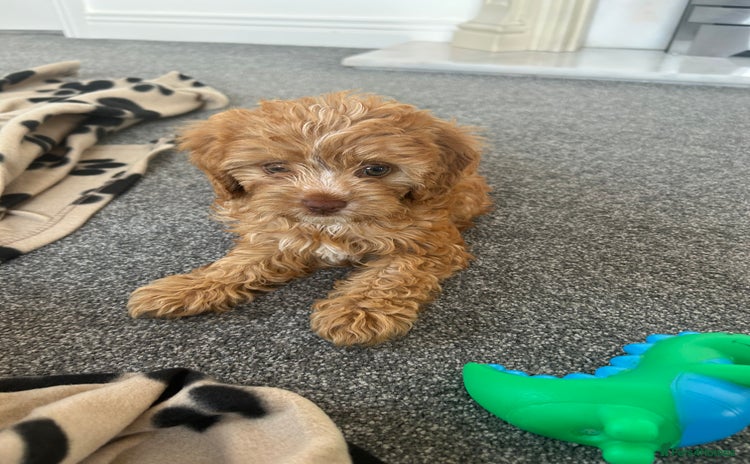 Cavapoo dogs - Advert 4