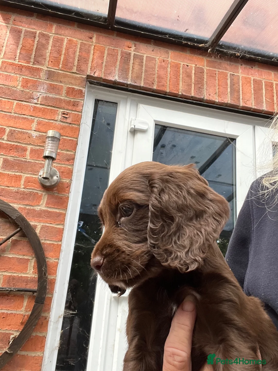 Cocker Spaniel dogs for sale: Beautiful cocker spaniel puppies  - Advert 1