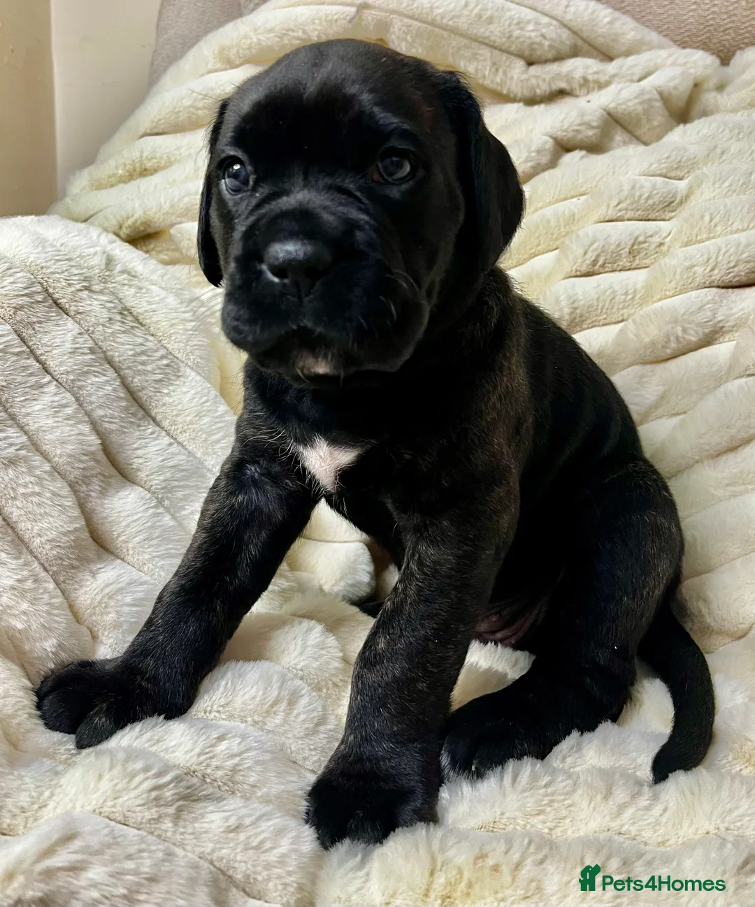 Cane Corso dogs for sale: Cane Corso Puppies  - Advert 28