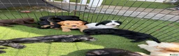 Cockapoo dogs for sale: 12 stunning cockapoo puppies ready now - Advert 7