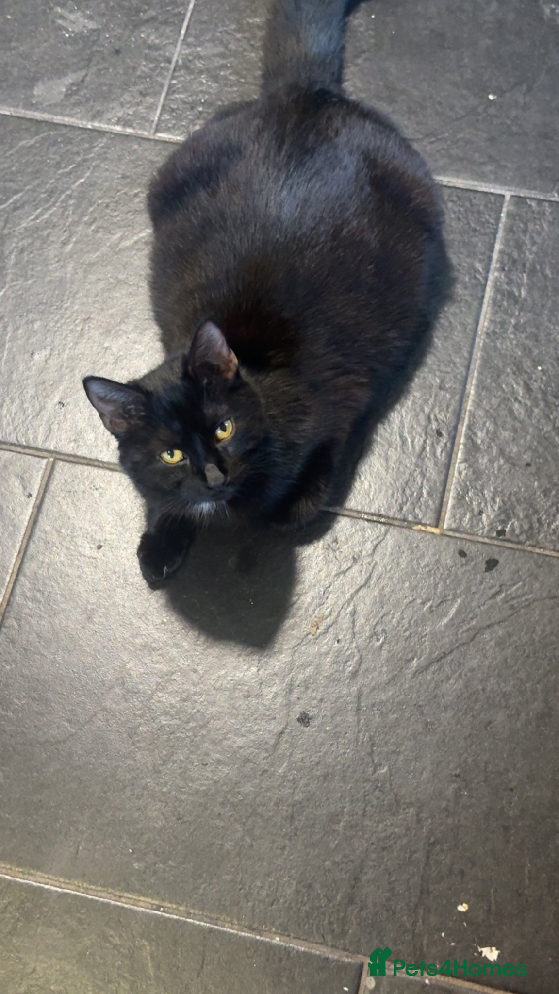 Mixed Breed cats Adorable 3 black kittens ready soon- 2boys, 1 girl - Advert 1