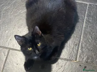 Mixed Breed cats Adorable 3 black kittens ready soon- 2boys, 1 girl - Advert 1