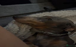 Dachshund dogs for sale: Blue dapple dashund puppy   - Advert 2