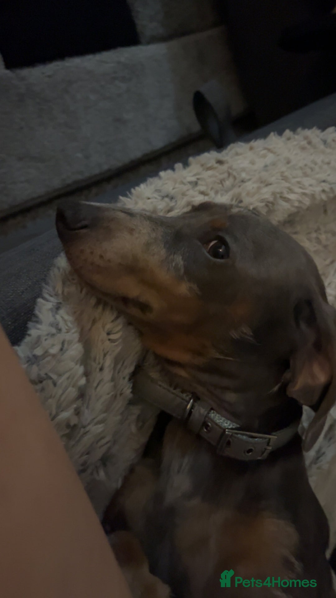 Dachshund dogs for sale: Blue dapple dashund puppy   - Advert 2