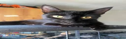 Domestic Shorthair cats for sale: Kittens for sale - Advert 14