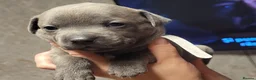 Staffordshire Bull Terrier dogs for sale: Blue staffy - Advert 1