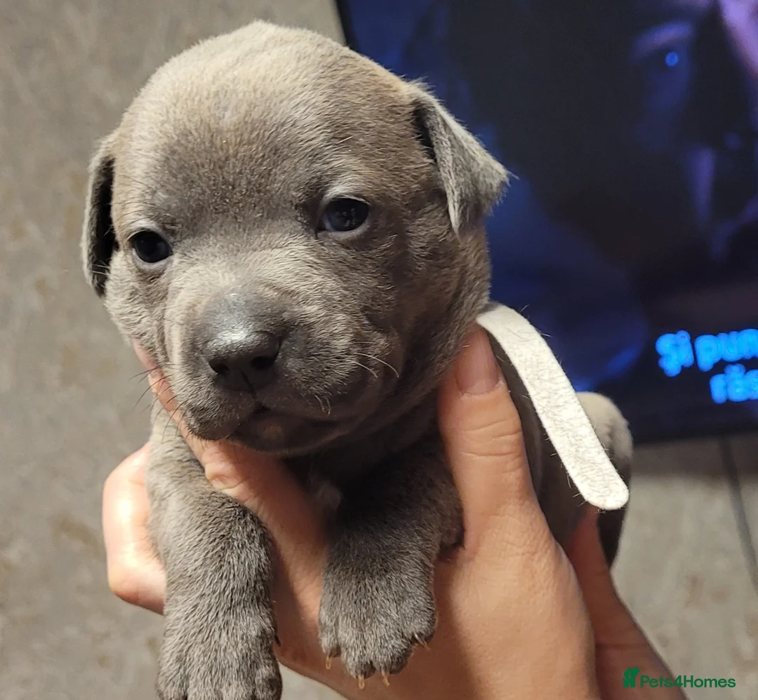 Staffordshire Bull Terrier dogs for sale: Blue staffy - Advert 1