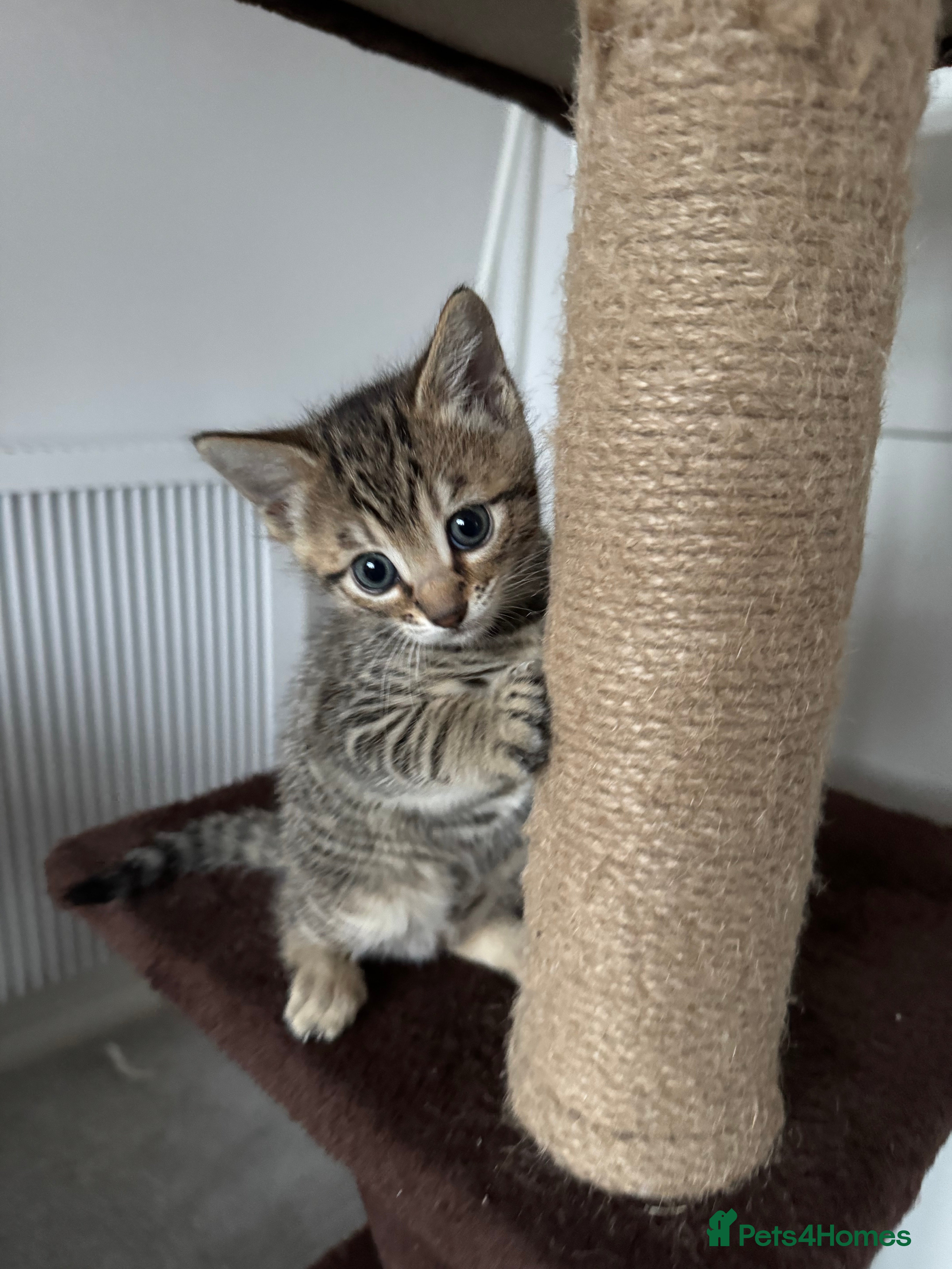 Mixed Breed cats TICA Registered Bengal x Russian Blue Kittens - Advert 1