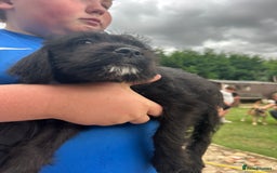 Mixed Breed dogs for sale: Jackapoo spaniel cross - hound puppies  - Image 19