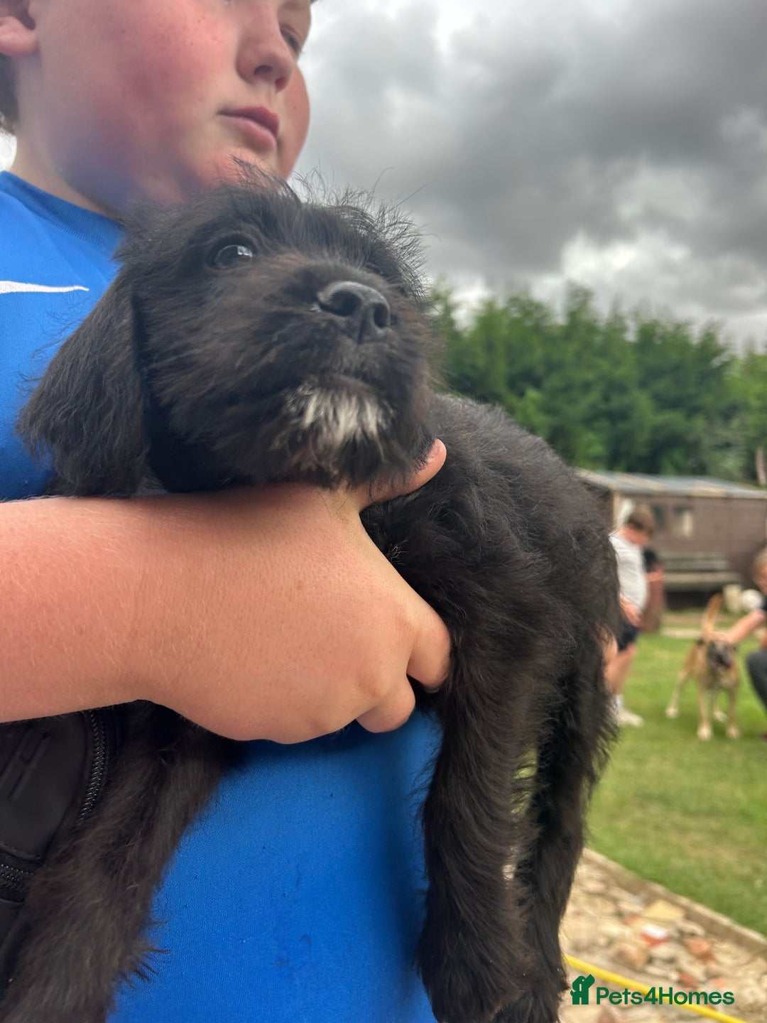 Mixed Breed dogs for sale: Jackapoo spaniel cross - hound puppies  - Image 19