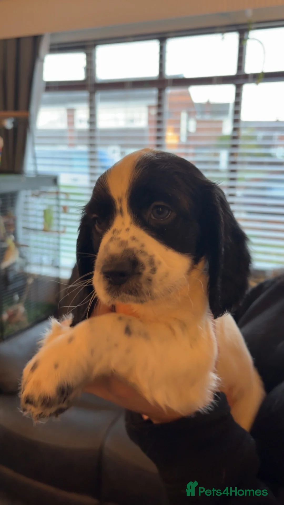 Cocker Spaniel dogs for sale: Gorgeous Cocker Spaniel pups for sale!  in Preston - Advert 11