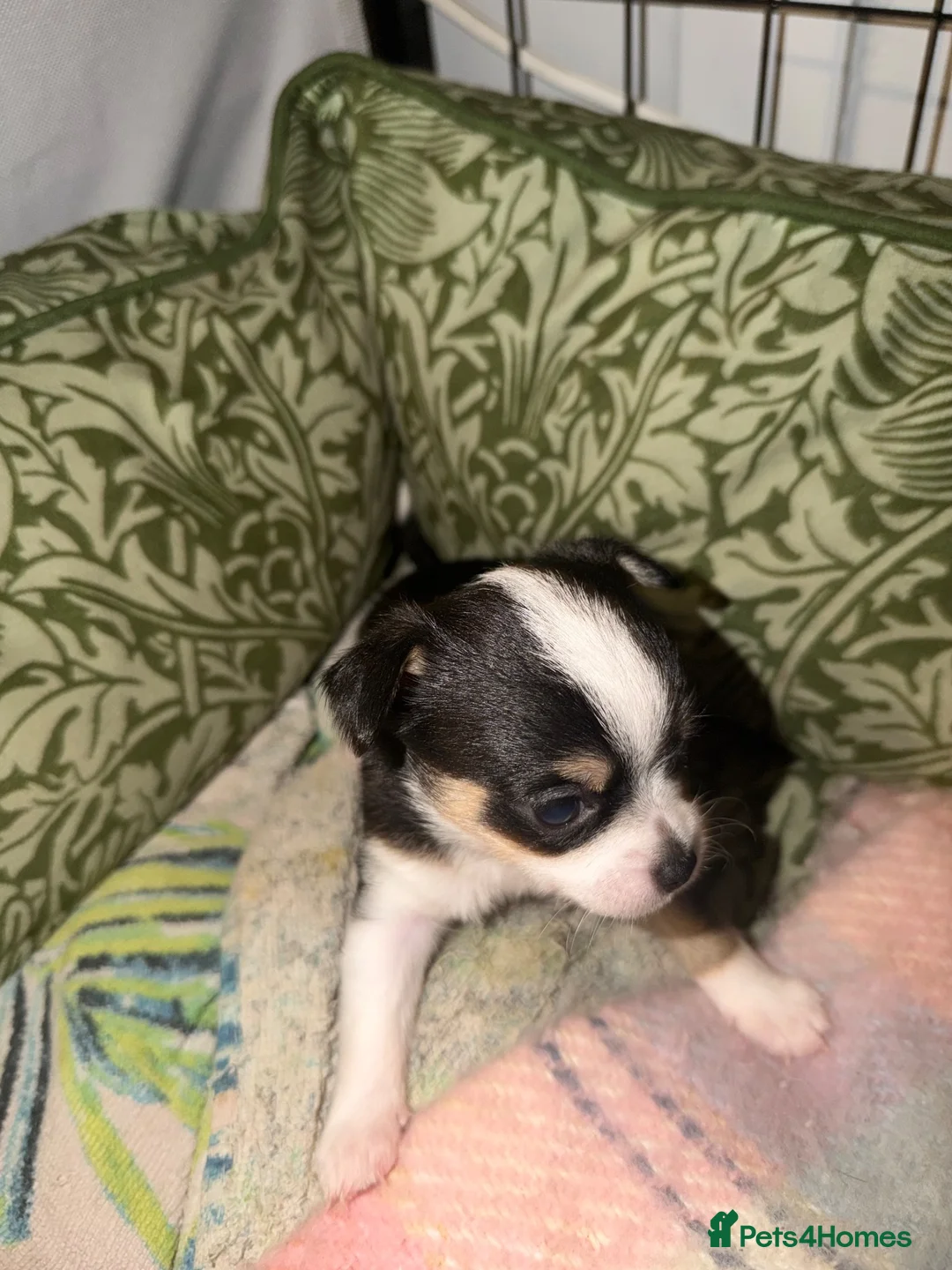Mixed Breed dogs for sale: Beautiful Chihuahua Puppies – 1 Already Reserved - Advert 11