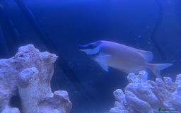 Other/Mixed Breed fish for sale: Foxface rabbit fish - Image 4