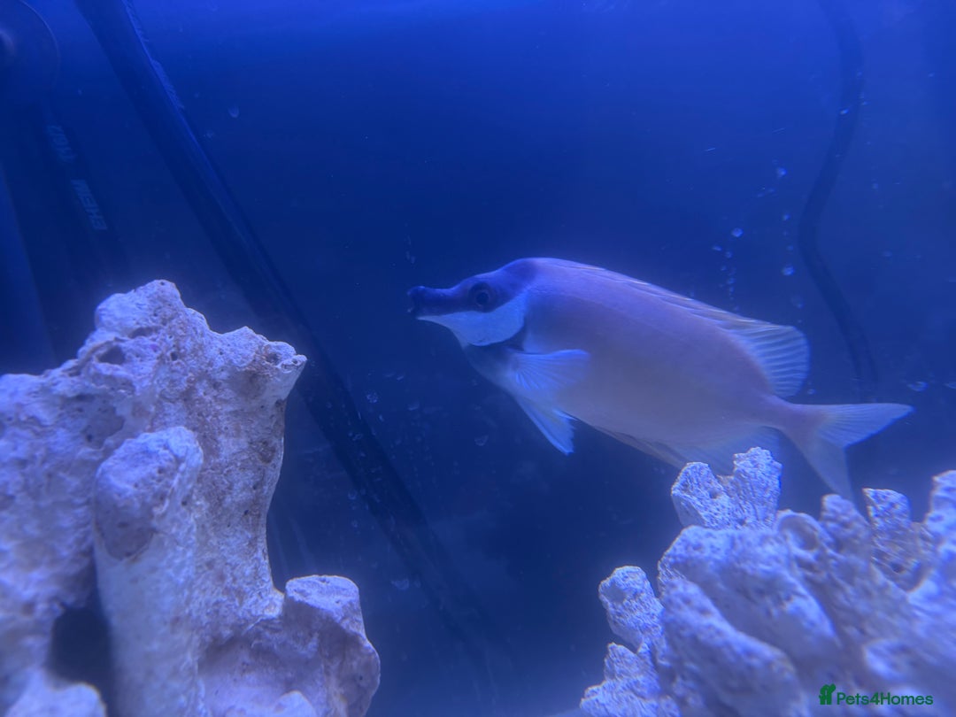 Other/Mixed Breed fish for sale: Foxface rabbit fish - Image 4