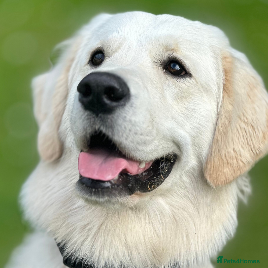 Golden Retriever dogs for stud: Louie Luna Available For Stud K.C. Registered in Bradford - Image 1