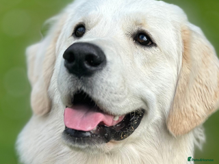 Golden Retriever dogs in Bradford - Advert 20