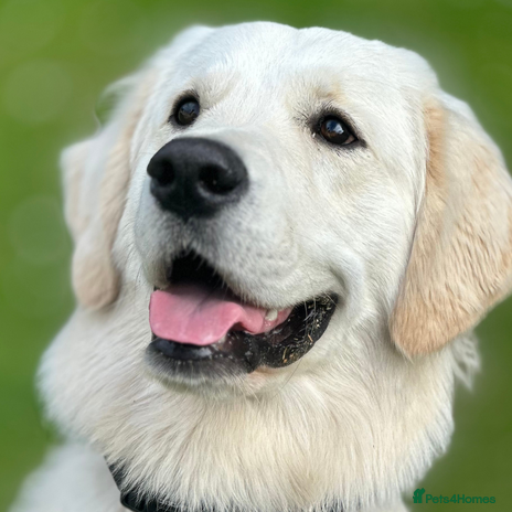 Golden Retriever dogs Louie Luna Available For Stud K.C. Registered in Bradford - Advert 1