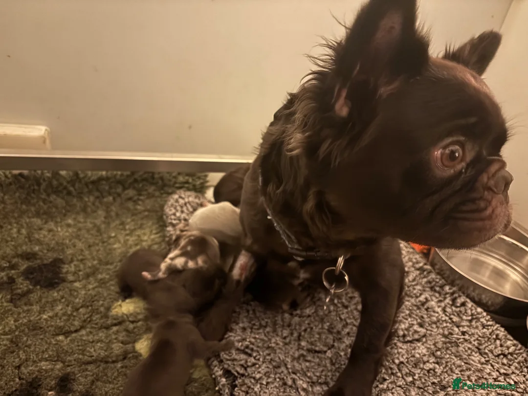 French Bulldog dogs for sale: 🎃🐾 FLUFFY FRENCH – READY 26TH OCTOBER! 🐾🎃 - Advert 17