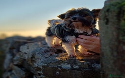 Biewer Terrier dogs for stud: Purebred Pedigree Biewer Terrier Stud in Merthyr Tydfil - Image 19