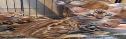 Bengal cats for sale: Stunning litter of brown rosetted Bengal cubs  - Advert 4