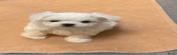 Maltese dogs for sale: Maltese puppies Kc registered  - Advert 4