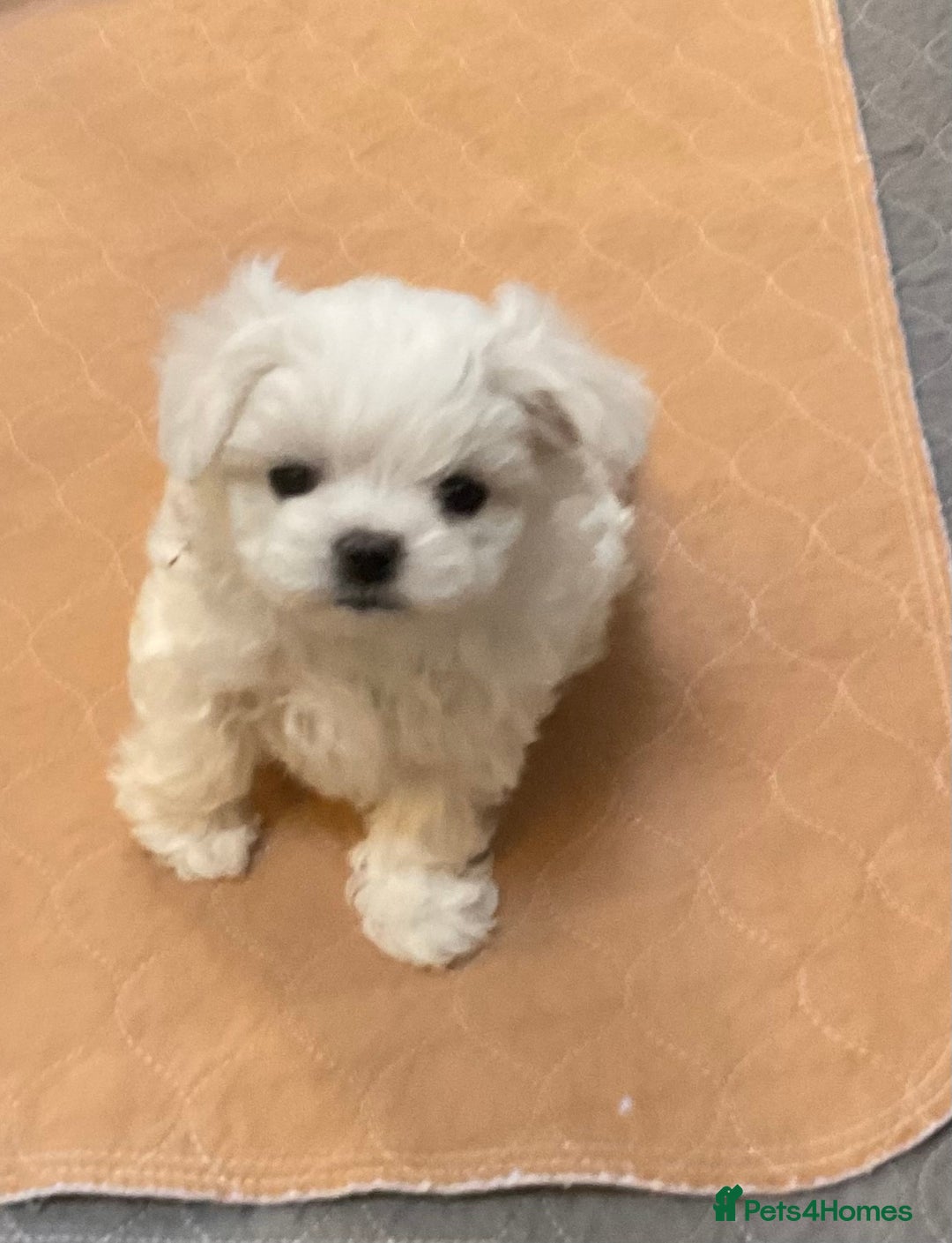 Maltese dogs for sale: Maltese puppies Kc registered  - Advert 4