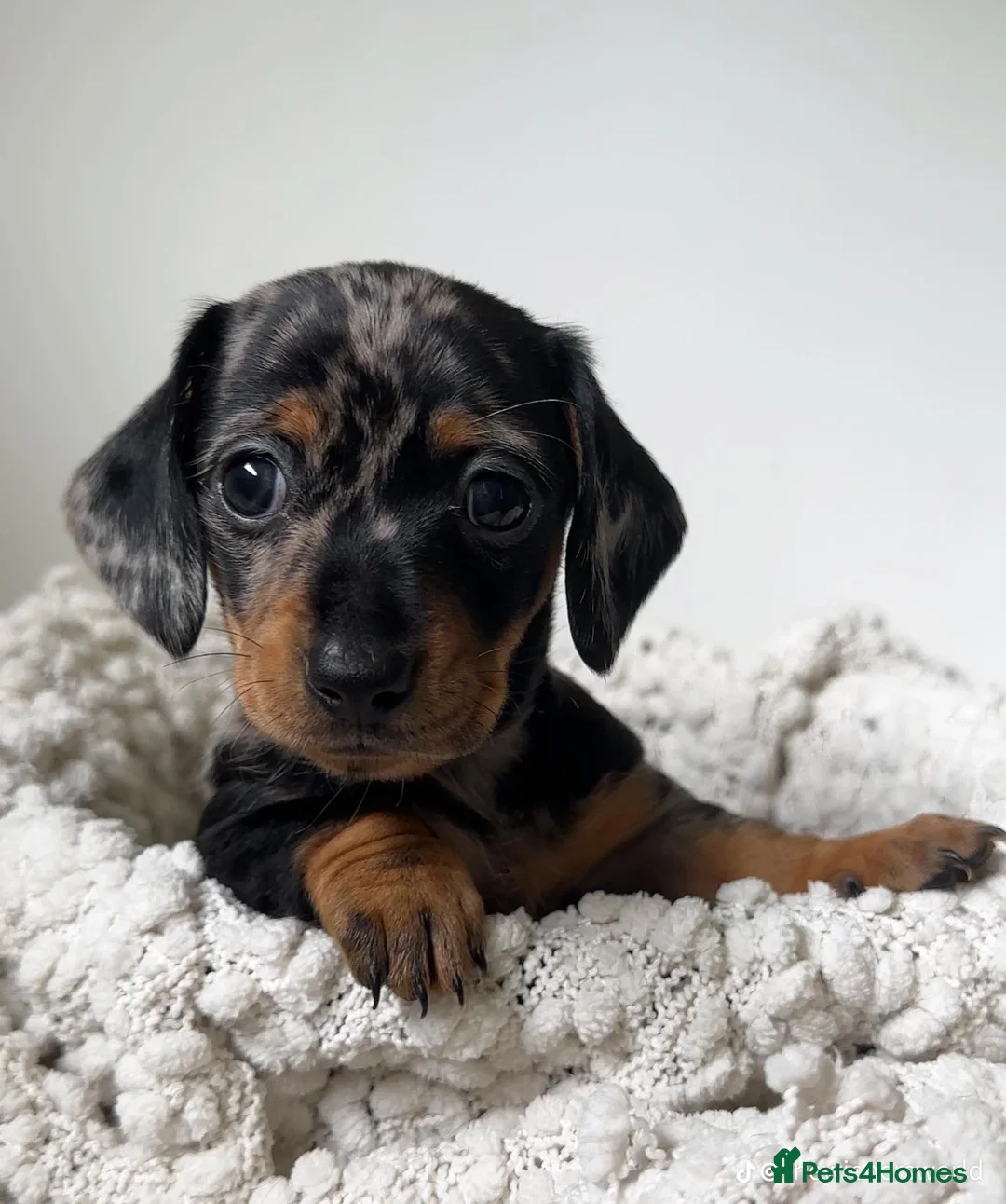 Miniature Dachshund dogs for sale: gorgeous dachshund puppy(1girl left)🐶🐾  - Advert 18