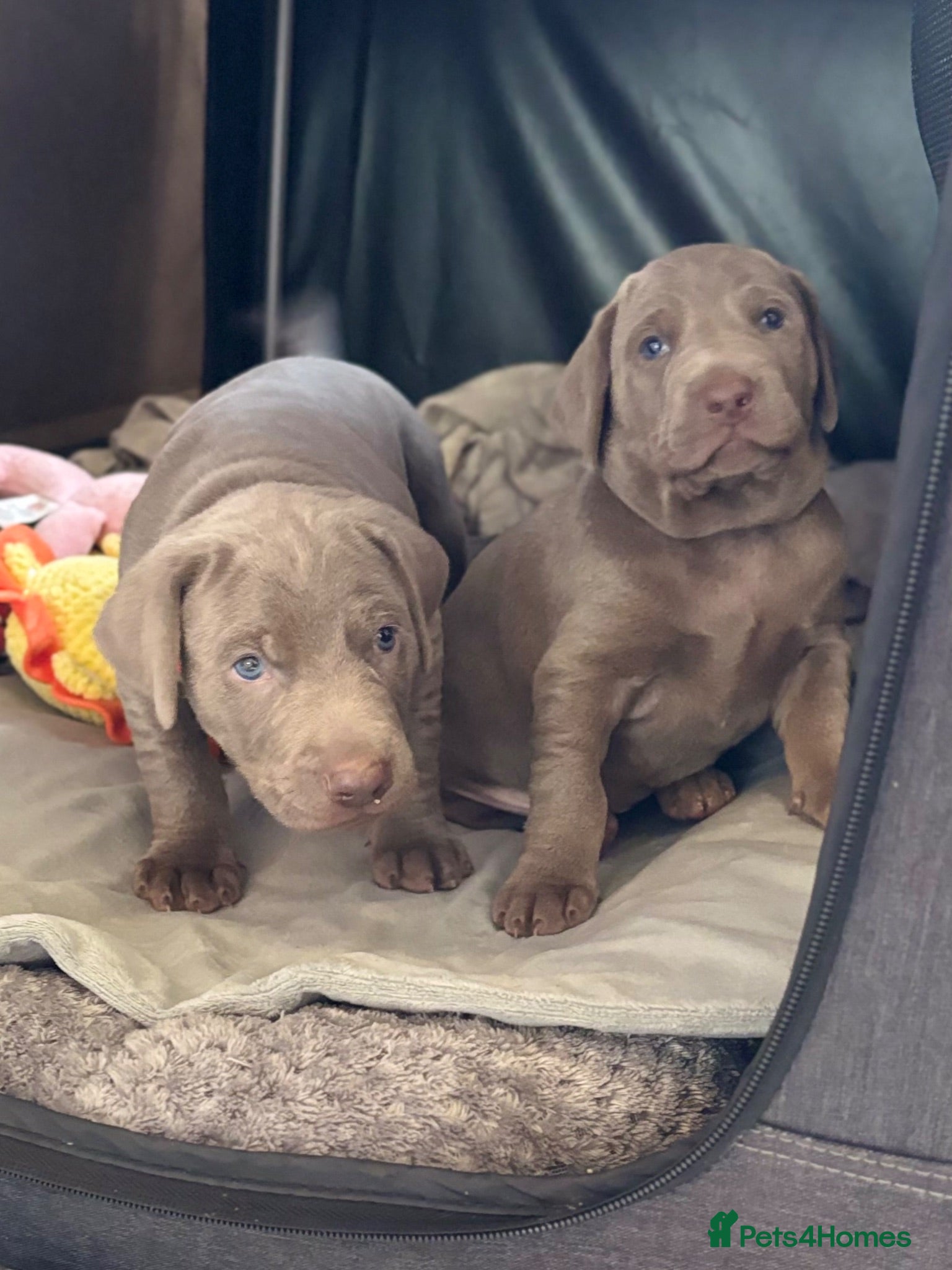 Mixed Breed dogs WEIM X DOBERMAN CHAMPION BLOODLINE PUPS - Advert 3