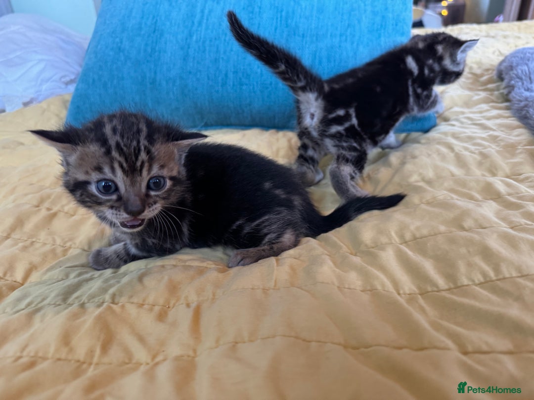 Bengal cats for sale: 3/4 bengal 1/4BSH - Advert 23