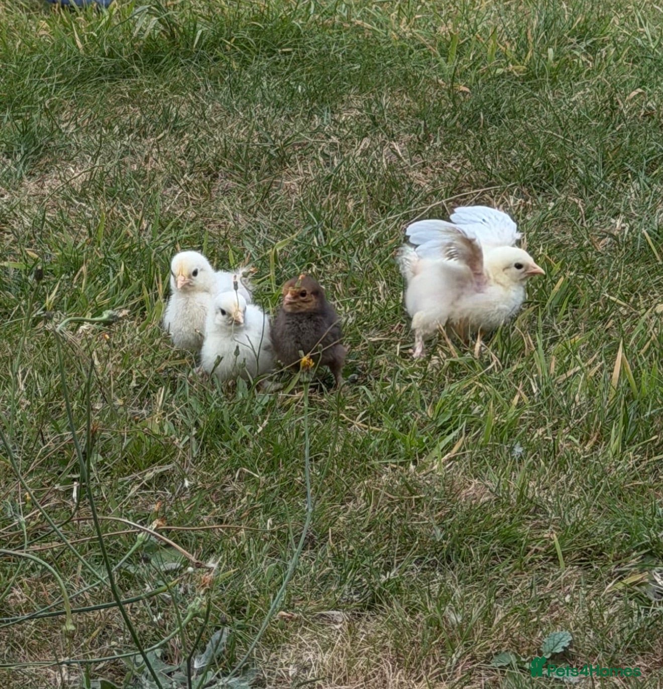 Chickens poultry 4x baby chicks  - Advert 1