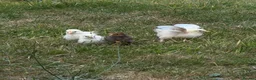 Chickens poultry for sale: 4x baby chicks  in Tamworth - Advert 1