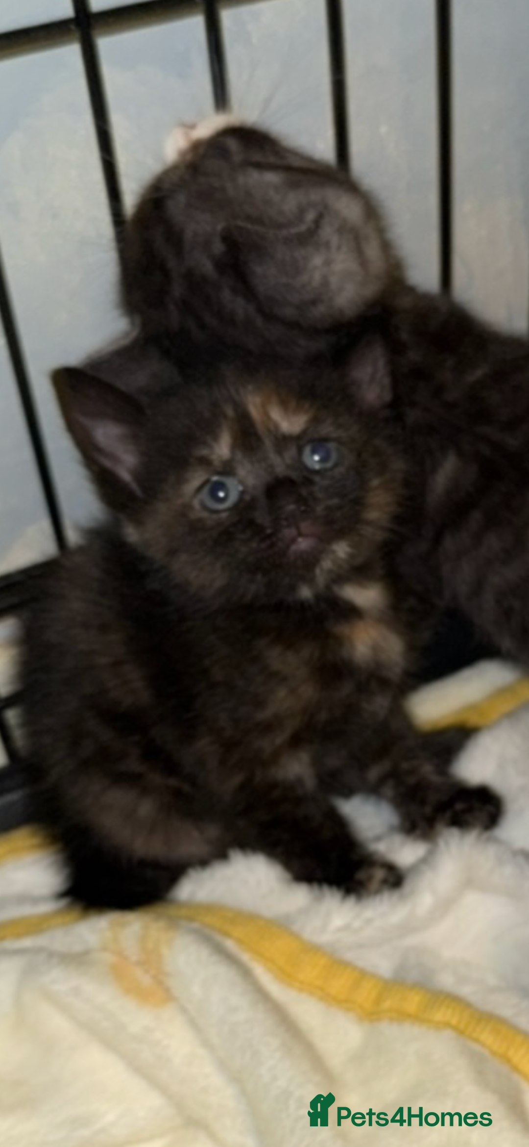 Mixed Breed cats for sale: Female British Shorthair X Kitten  - Image 2