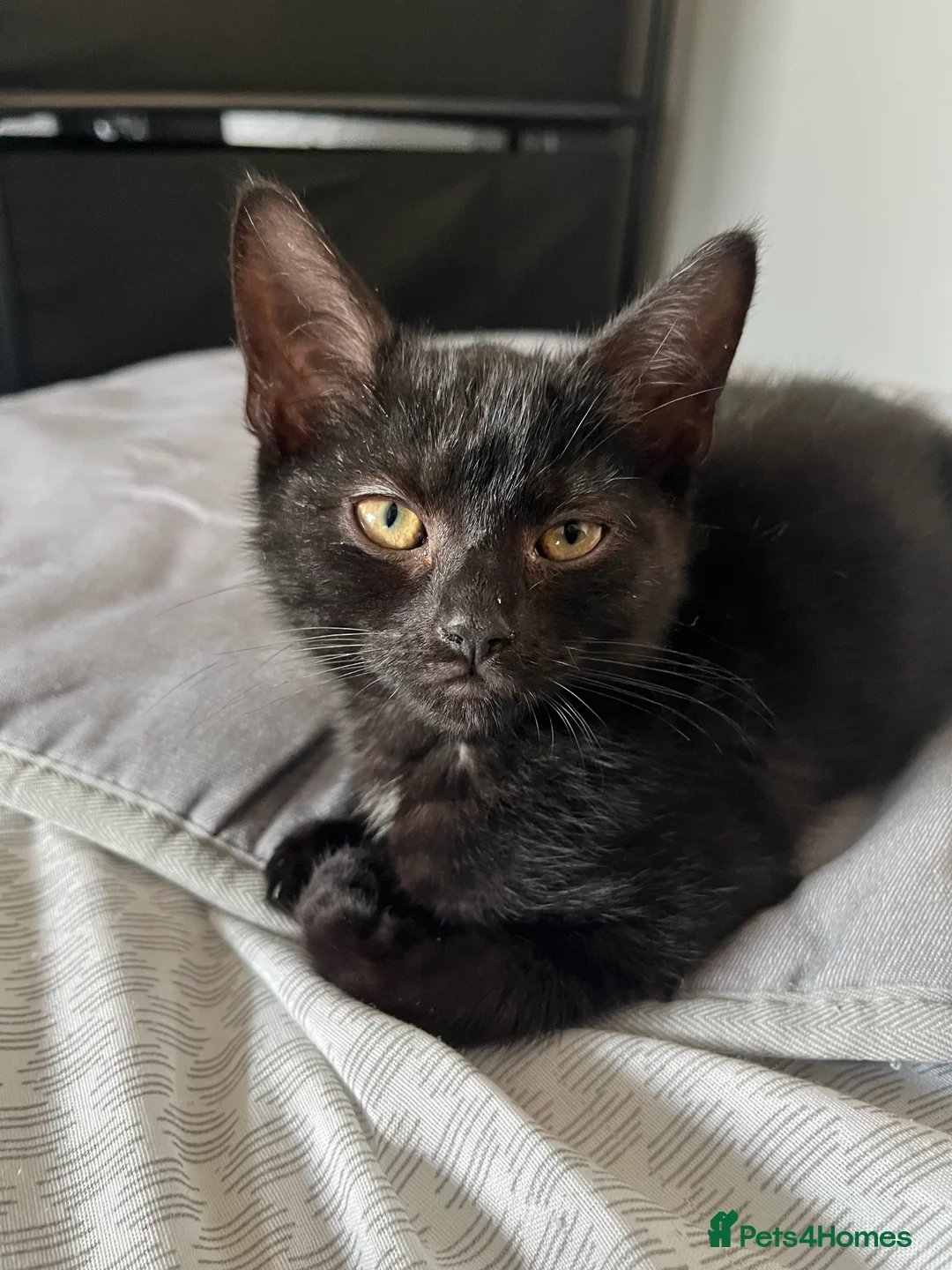 Mixed Breed cats for sale: 1 female kitten left - Advert 2