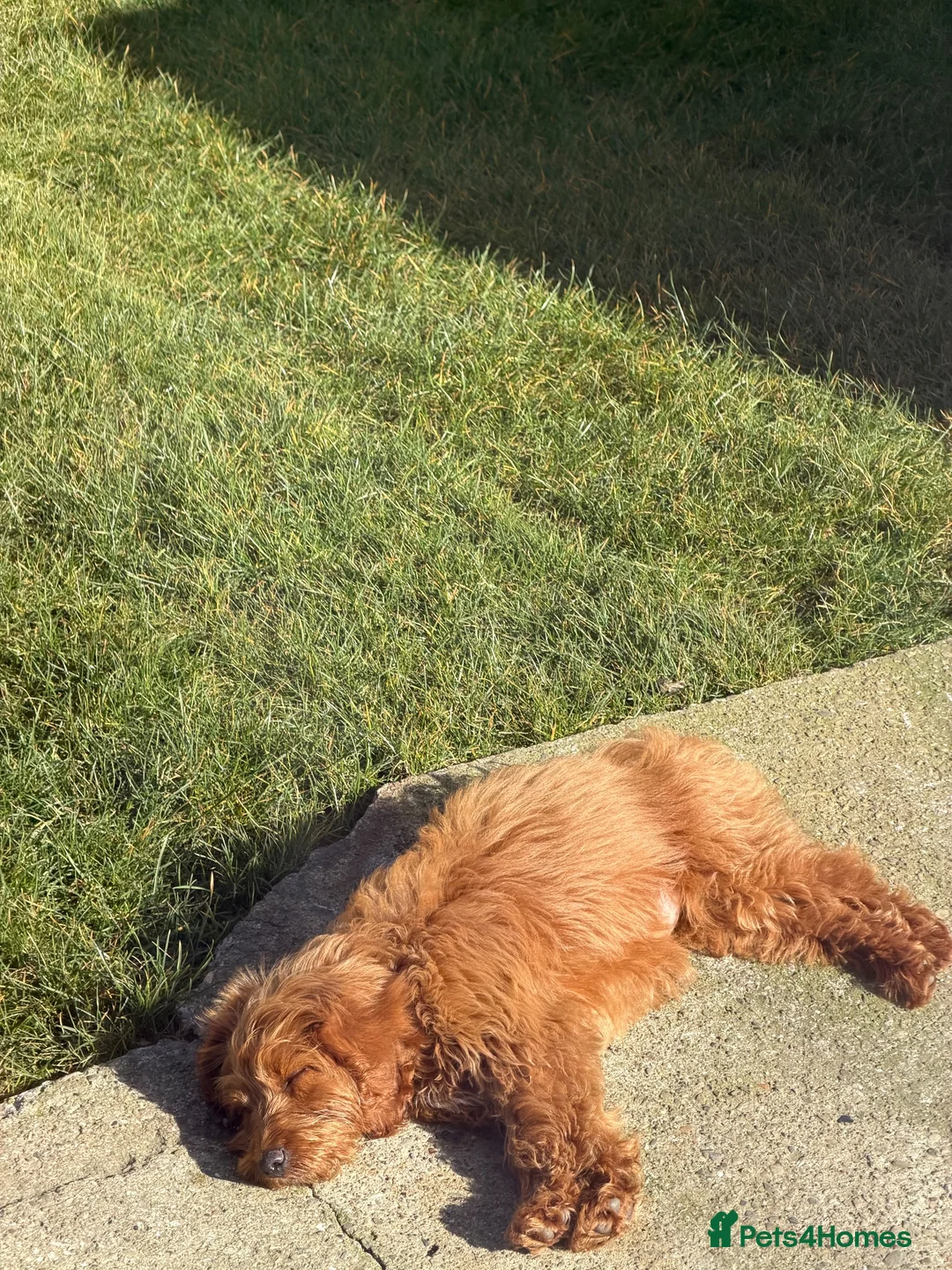Cockapoo dogs for sale: Beautiful cockapoo - Advert 3
