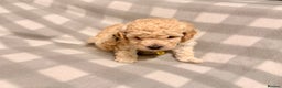 Cavapoochon dogs for sale: Cavapoochon Puppies Available From 12th January - Advert 16