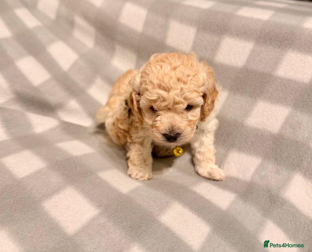 Cavapoochon dogs for sale: Cavapoochon Puppies Available From 12th January - Advert 16