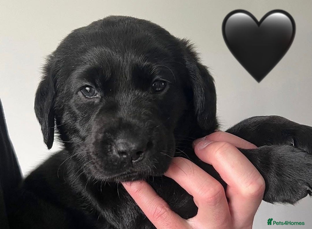 Labrador Retriever dogs for sale: Labrador Puppies  - Image 7