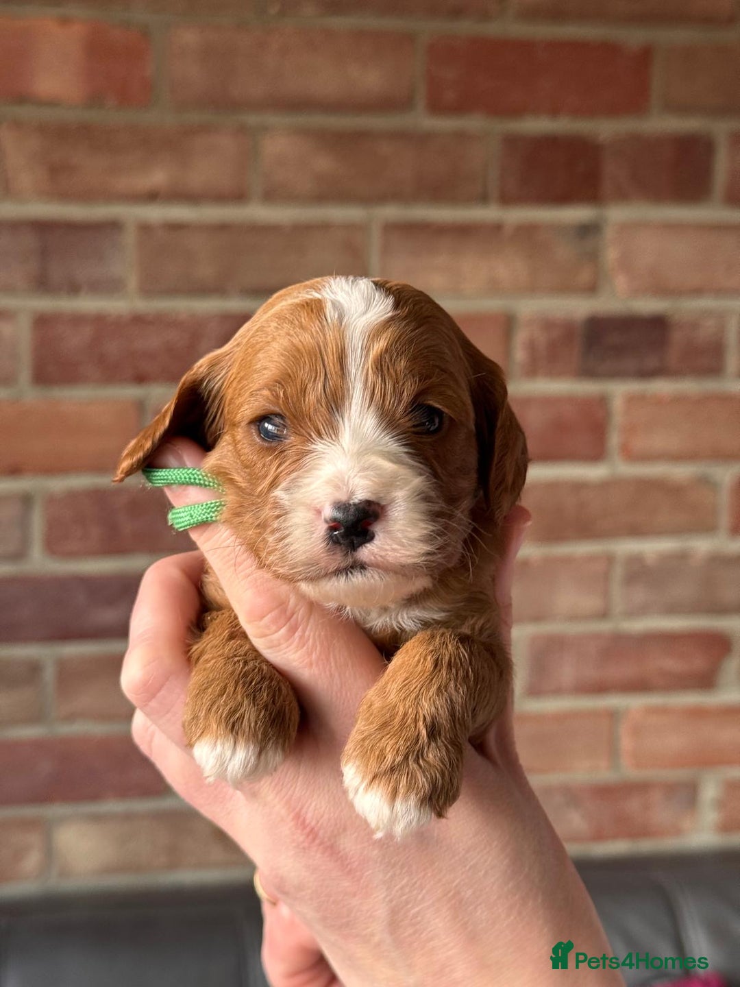 Cavapoo dogs for sale: Cavapoo Puppies-Perfect Family Companions - Advert 8